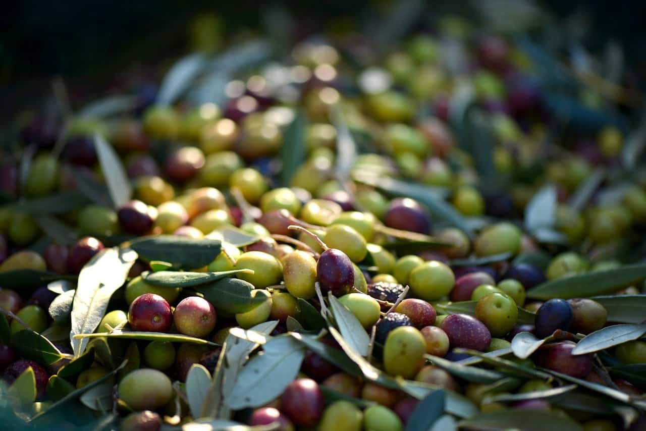 olives-253264_1280